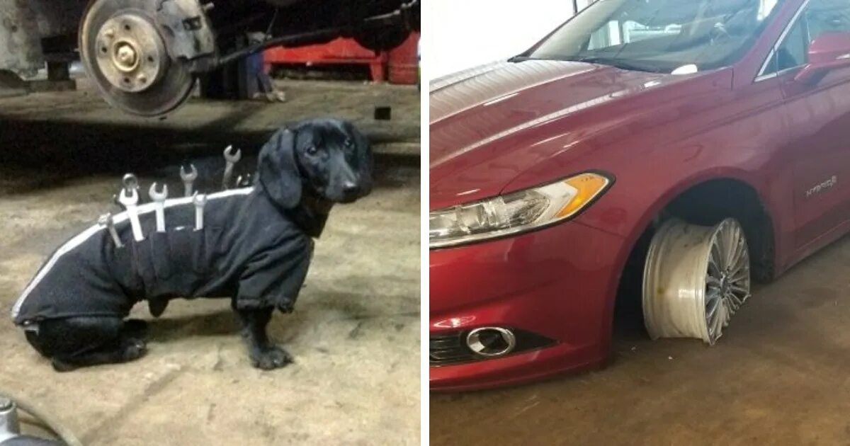 столкнулись прикольное фото. забавное происшествие 6 букв. аварии с зеленым сеатом в россии. теремковарассказ забавное происшествие. тарковский собаки на скейтах цирк.