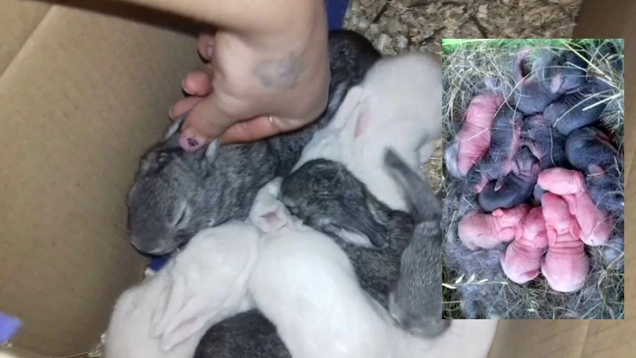Женщина родила кроликов. Крольчата шиншилла. Шиншилла 2 месяца. Гросс шиншилла кролики.