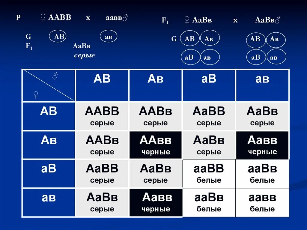 Дигибридное скрещивание аавв аавв. AABB AABB скрещивание. ААВВ ААВВ. AABB X AABB скрещивание. Схема AABB Х ААВВ иллюстрирует скрещивание.