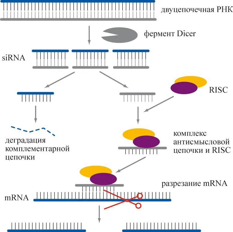 РНК интерференция механизм. Малые интерферирующие РНК схема. РНК интерференция схема. Малая интерферирующая РНК функция.