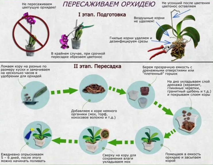 Как пересадить длинную орхидею. Правильная посадка орхидеи фаленопсис. пересадка орхидеи в другой грунт. как пересадить орхидею в домашних условиях. пересадка орхидеи в домашних условиях.