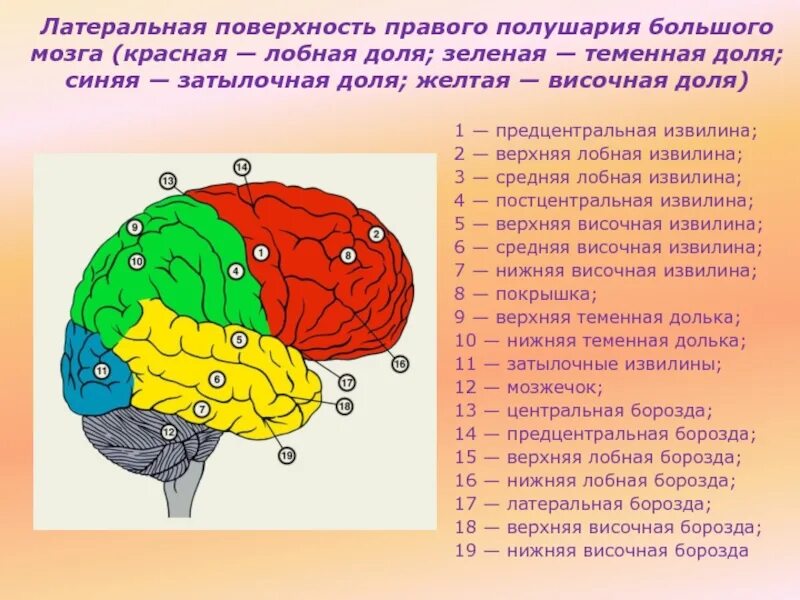 Затылочная область коры головного мозга. Строение левого полушария головного мозга. Лобная зона коры головного мозга.