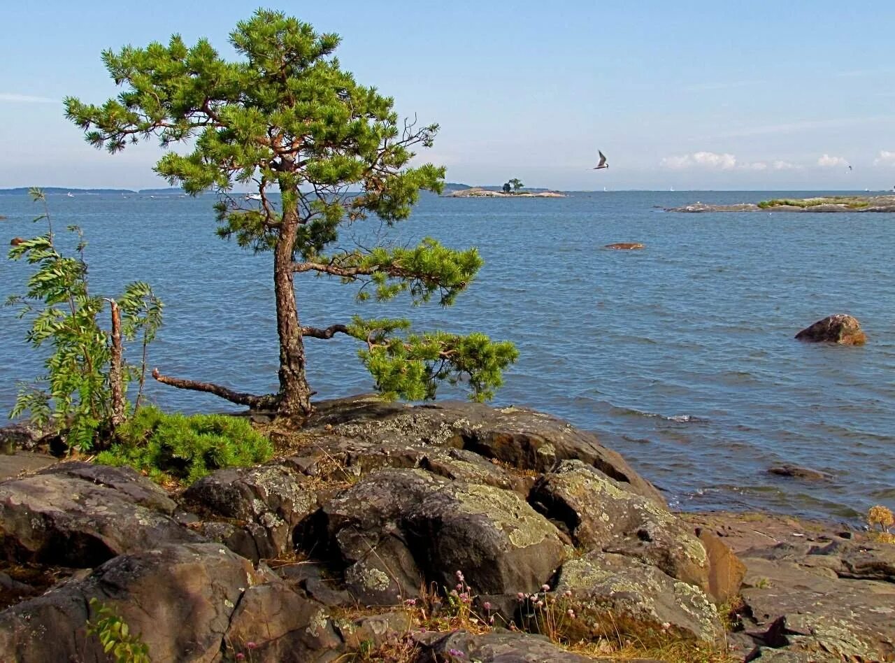 репино финский залив. высота финского залива. репино курортный район. высота финского залива. сосновый берег финский залив.