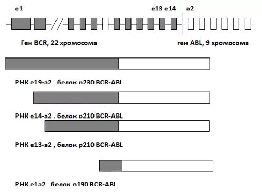 Ингибитор bcr-abl-тирозинкиназы. Оценка экспрессии химерного онкогена bcr-abl p210. Ген bcr-abl что это. Bcr abl филадельфийская хромосома. Bcr‑abl1 кариотипирование.