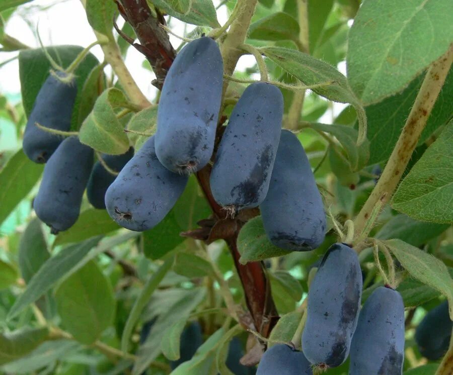 Волхова сорт. Жимолость плодовая волхова. Жимолость сорт лазурная. Сорта жимолости веретено. Жимолость волхова куст.