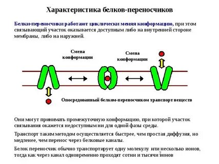 Кодирует ферменты содержит белки переносчики электронов