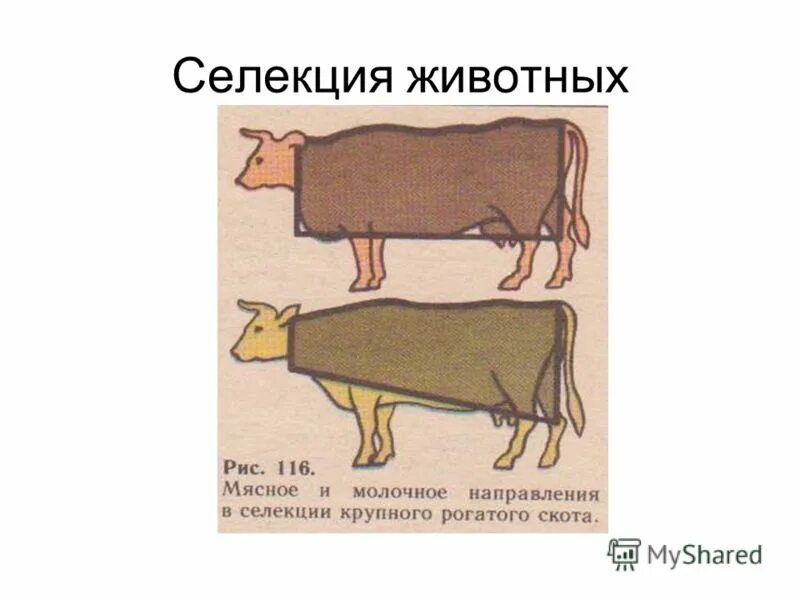 Селекция презентация 10 класс. Селекция животных. Селекция коров. Селекция рисунок. Методы и селекции домашних животных.