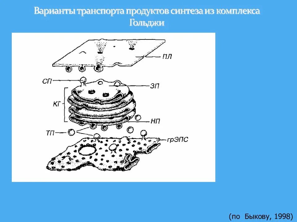 Диктиосома является структурной