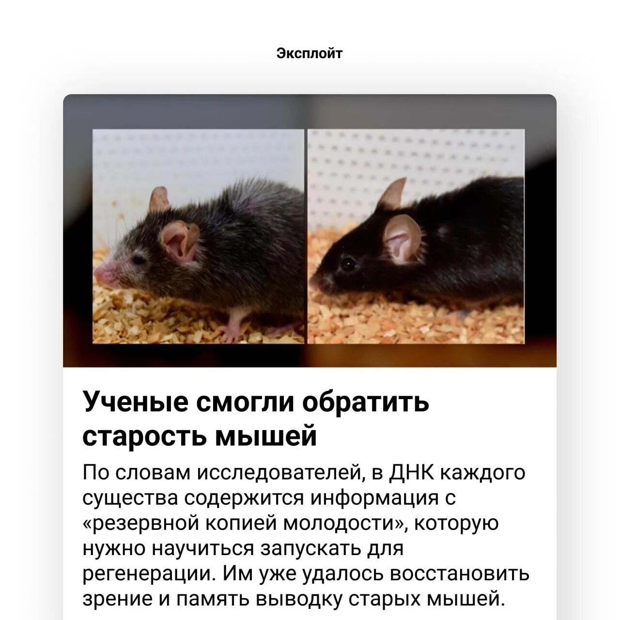 Зрение мыши. Зрение мышей. Какое зрение у мышей. Аналитическая мышь ученый. Толстая Старая слепая мышь.