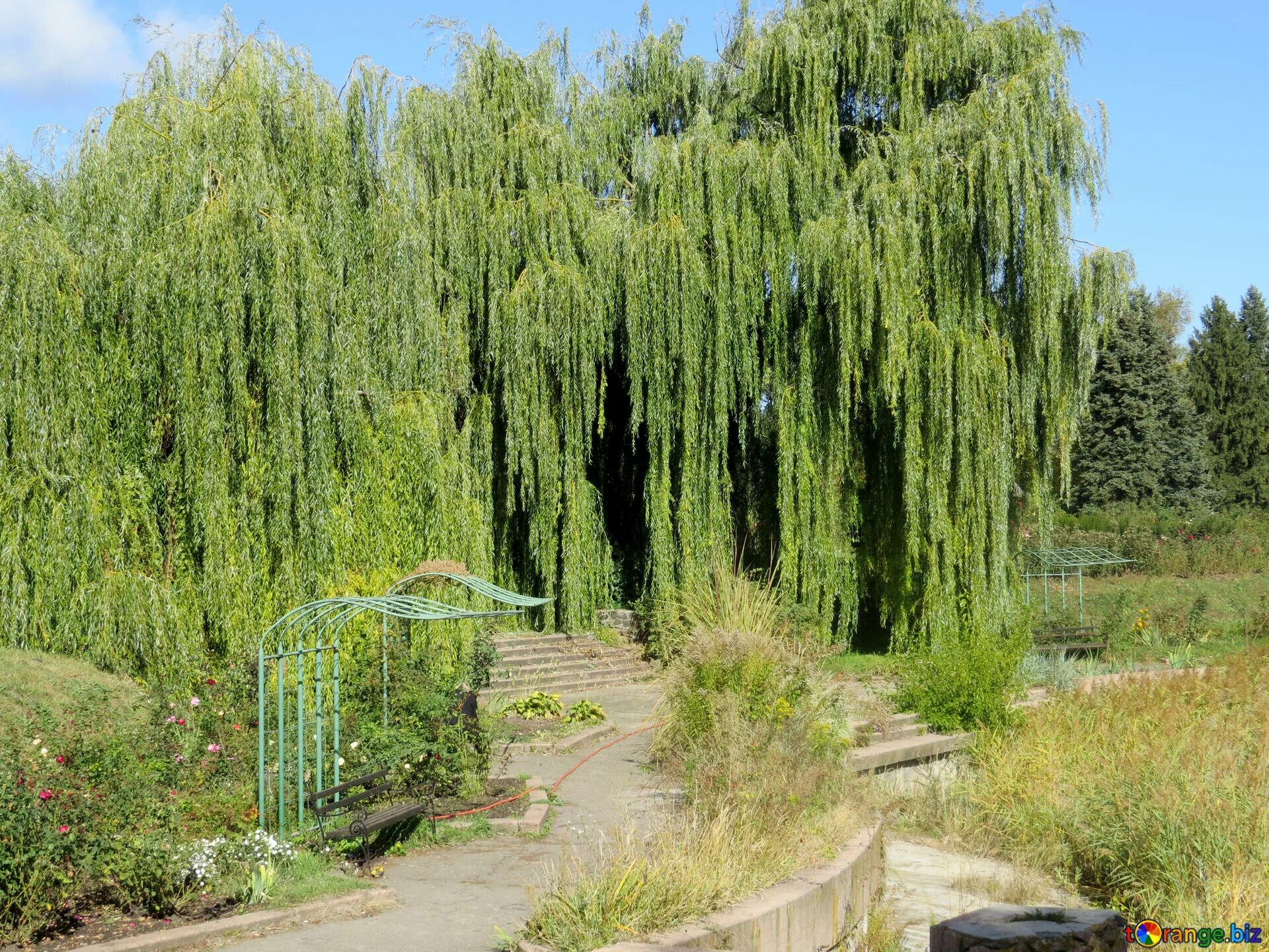 Ива белая tristis. Ива Вавилонская (Salix babylonica). Ива плакучая Тристис. Ива Уральская Извилистая плакучая.