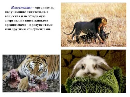 Животные как и все живые организмы