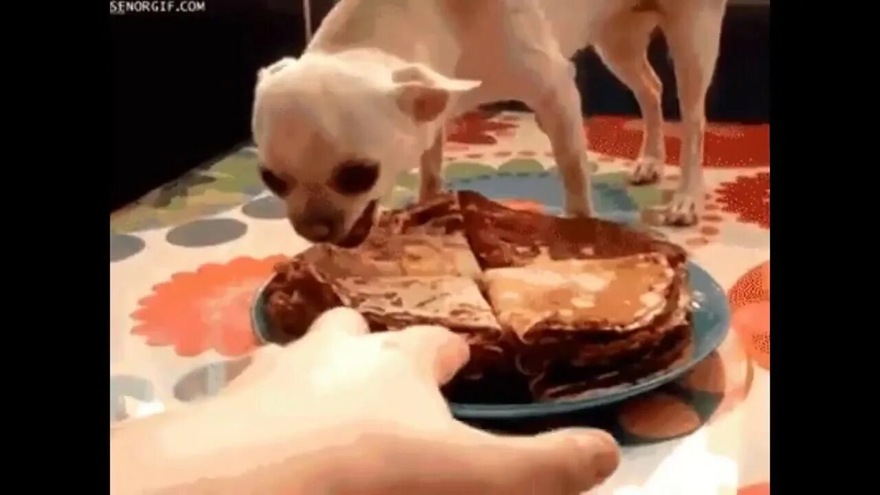 Гифки еда. Трясущаяся еда. Собака с блином. Собака еда гиф. Трясущаяся еда.