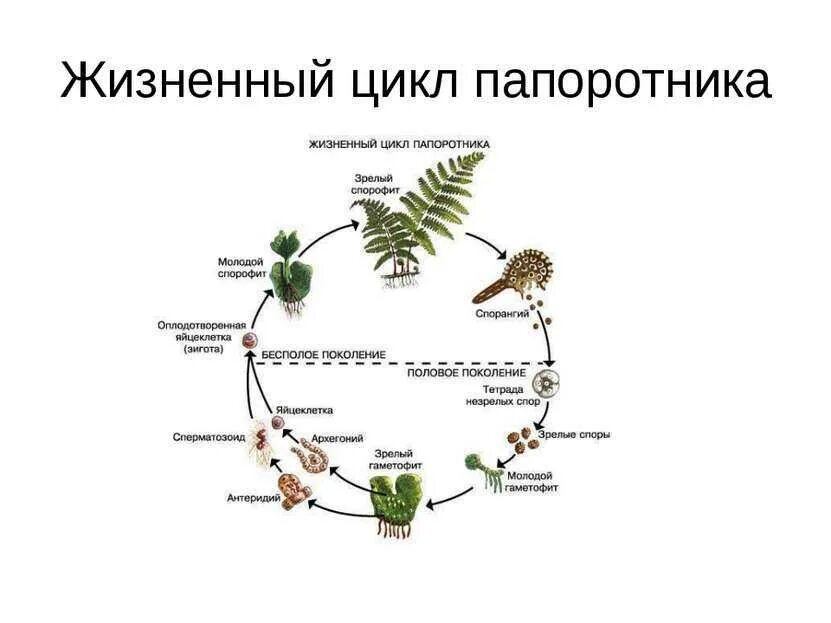Схема размножения мхов и папоротников. Жизненный цикл хвоща и плауна схема. Жизненный цикл папоротника схема. Жизненный цикл развития папоротника.