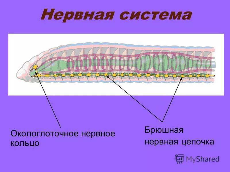 Какую функцию выполняет брюшная нервная цепочка