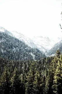 Деревья в горах