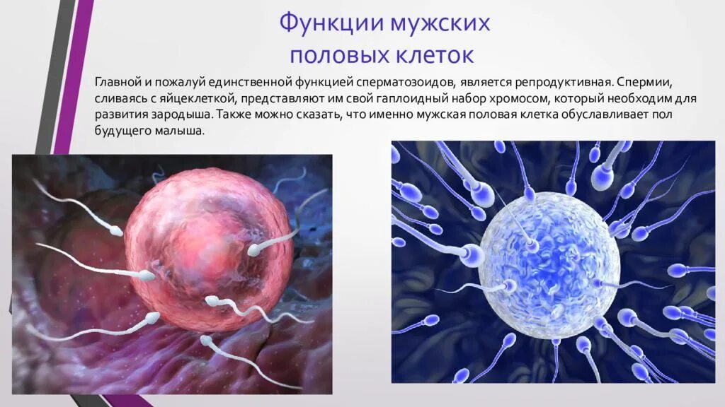 Функции половых клеток. Размер яйцеклетки и сперматозоида. Функции мужской и женской половых клеток. Строение половых клеток.