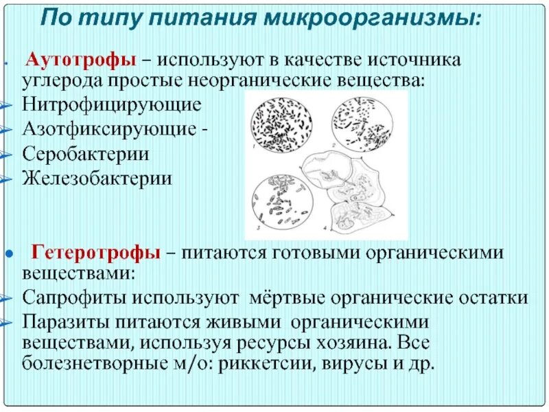 Бактерии использующие в качестве