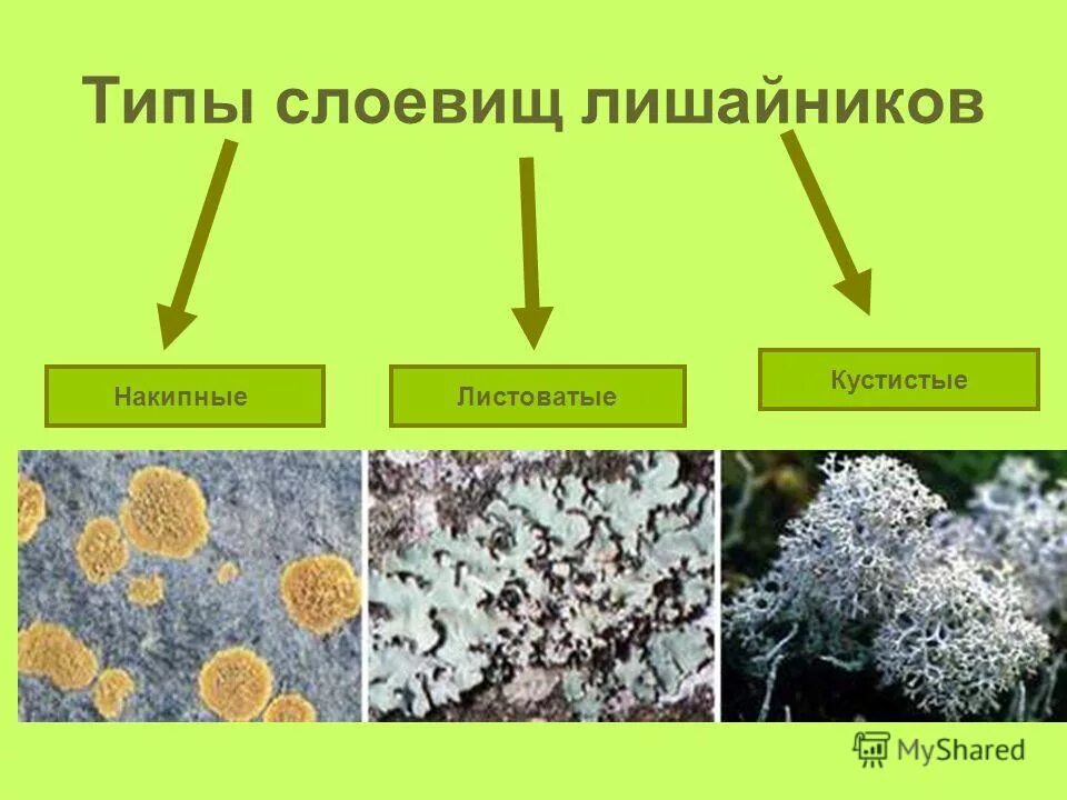 Типы слоевищ. Кустистые листоватые накипные лишайнник. Лишайники. Накипная слоевица. Лишайники накипные листоватые кустистые. Типы слоевищ лишайников.