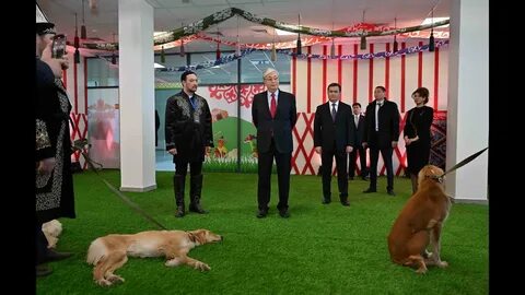 Выставка собак армения 2024 октябрь