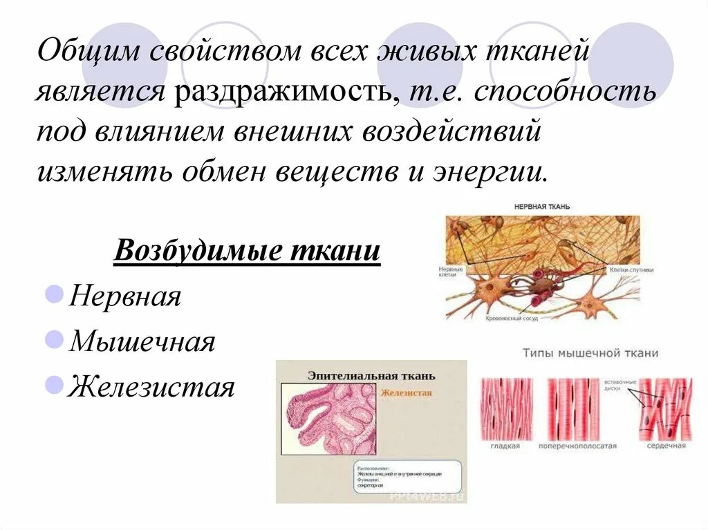 Живой тканью является. Раздражимость ткани. Раздражимость физиология. Раздражимость мышечной ткани. Свойства тканей человека раздражимость.