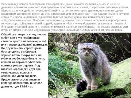 Животные из красной книги кошачьи