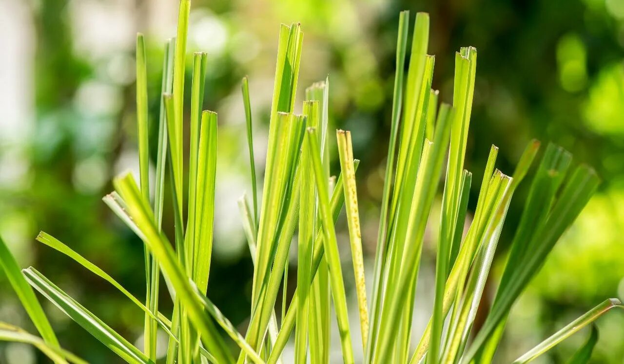 How to Freeze Lemongrass Throughout the Year Recipe Lemon grass, Grow lemongrass