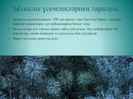 Краткая характеристика голосеменных растений