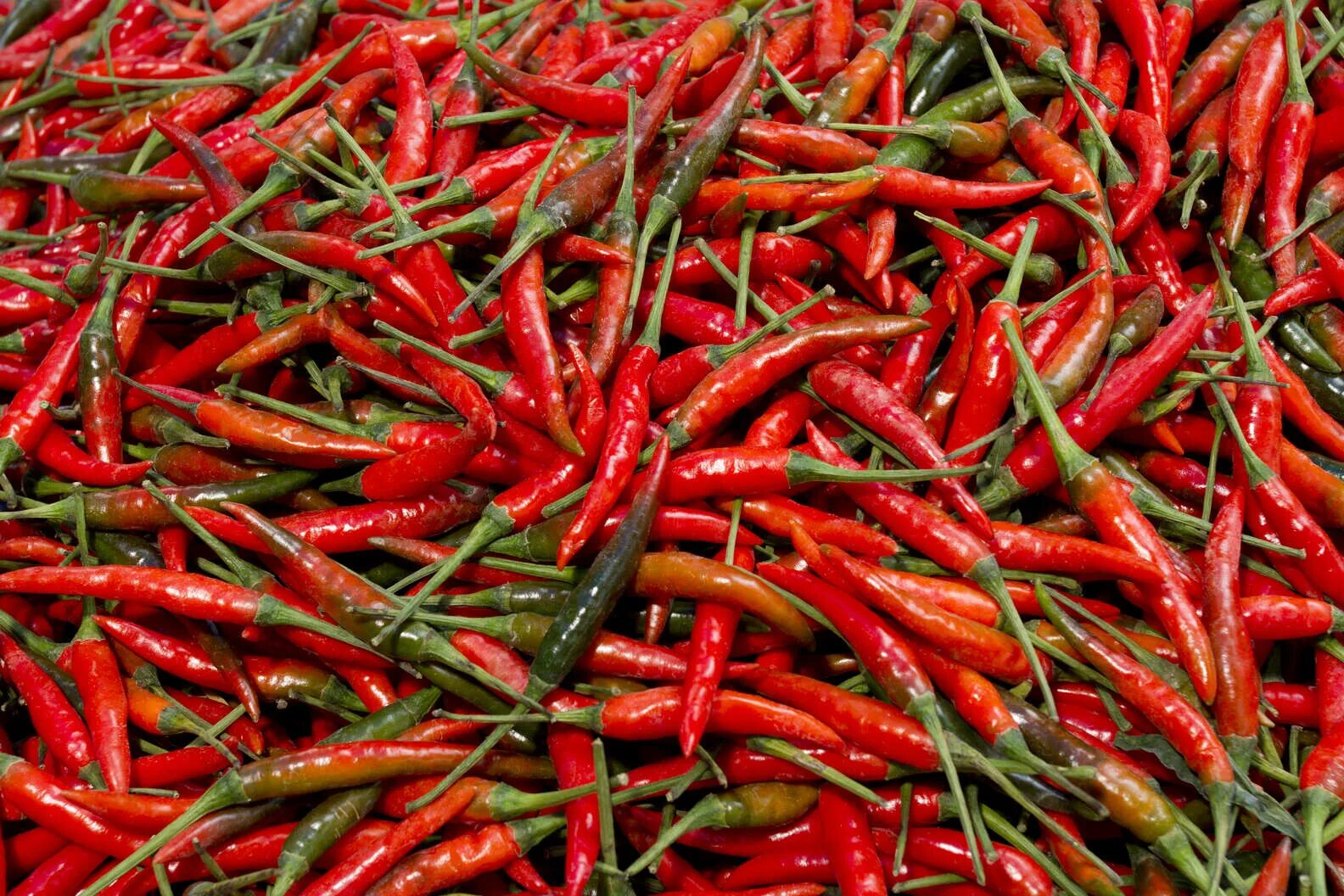 Тип чили. Острый перец piri-piri. перец чили пири. перец пири пири стручковый. перец пири-пири растёт.