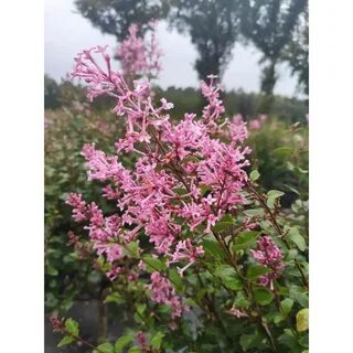 Душистый кустарник любимый венерой