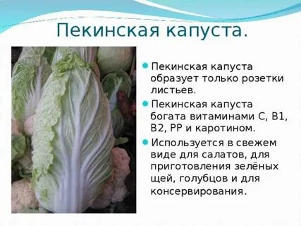 Польза пекинской капусты для организма человека