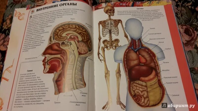 Анатомия человека атлас внутренних органов. Детская анатомия человека. Анатомия для детей 7 лет. Атлас анатомии человека для детей. Анатомия человека пособия
