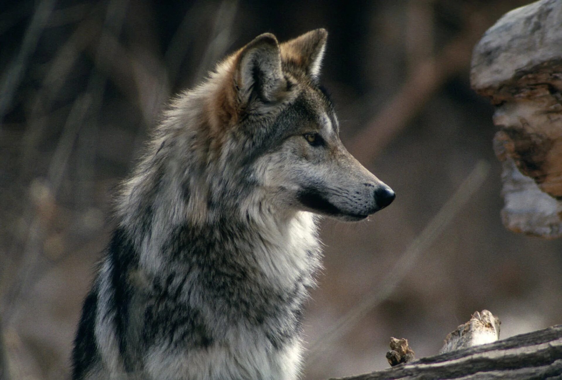 волк. улыбка волка. белая волчица. удивленный волк. счастливый волк.