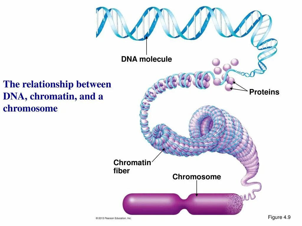 Хроматин хроматиды хромосомы. ДНК хроматин. Спирализированный хроматин. Строение ДНК И хромосом. Молекулы днк находится в хромосомах