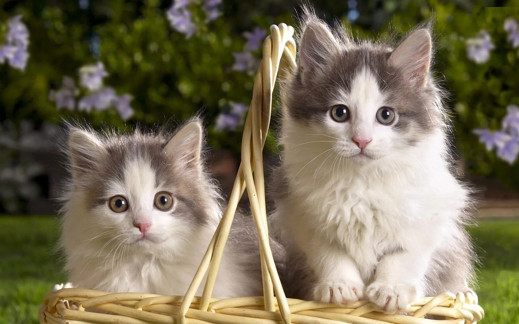 Купить хорошего котенка. Котики. Пушистые котята. Маленькие котята пушистые. Милые котята пушистые в корзинке.