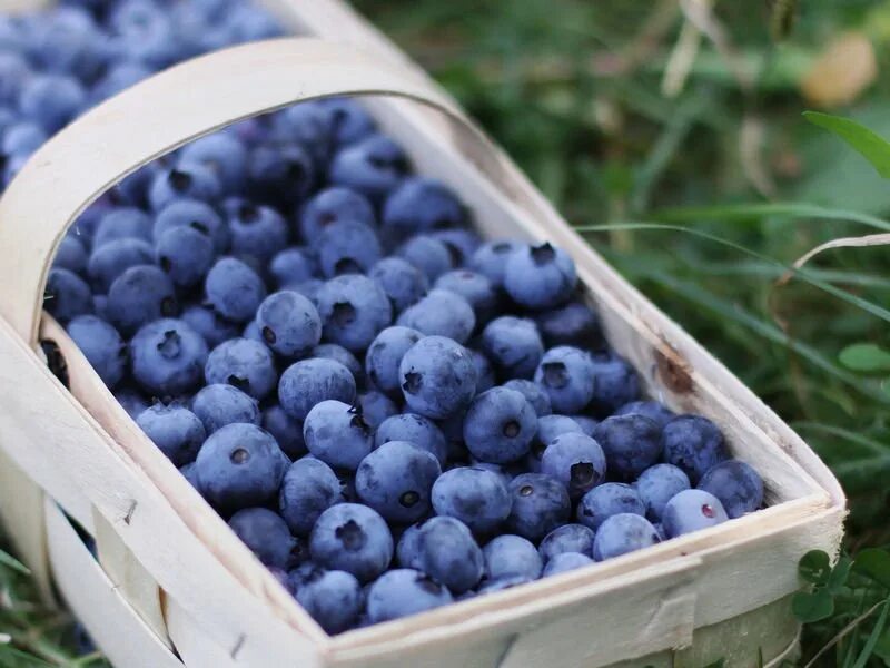 Гора клюквы. Сбор клубники в питомнике. Клюква гигантская. Население ягодного. Сбор клюквы.