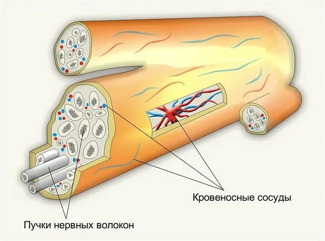 Строение нерва рисунок. Строение нерва анатомия. Строение нерва биология 8 класс. Пучки нервных волокон. Нерв пучок строение.