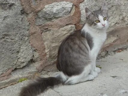 П кошка
