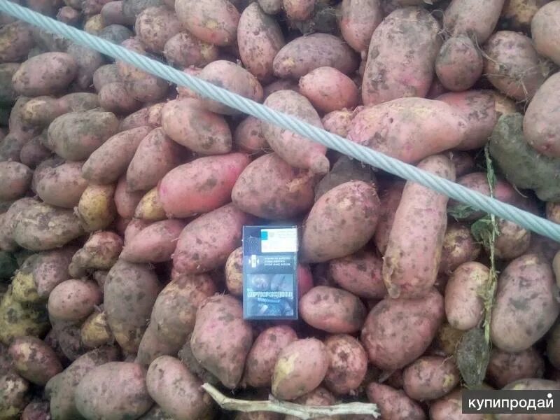 Сорт гала картофель семена. Картофель от производителя. Деревенская картошка. Куда продать картофель. Куда продать картофель.