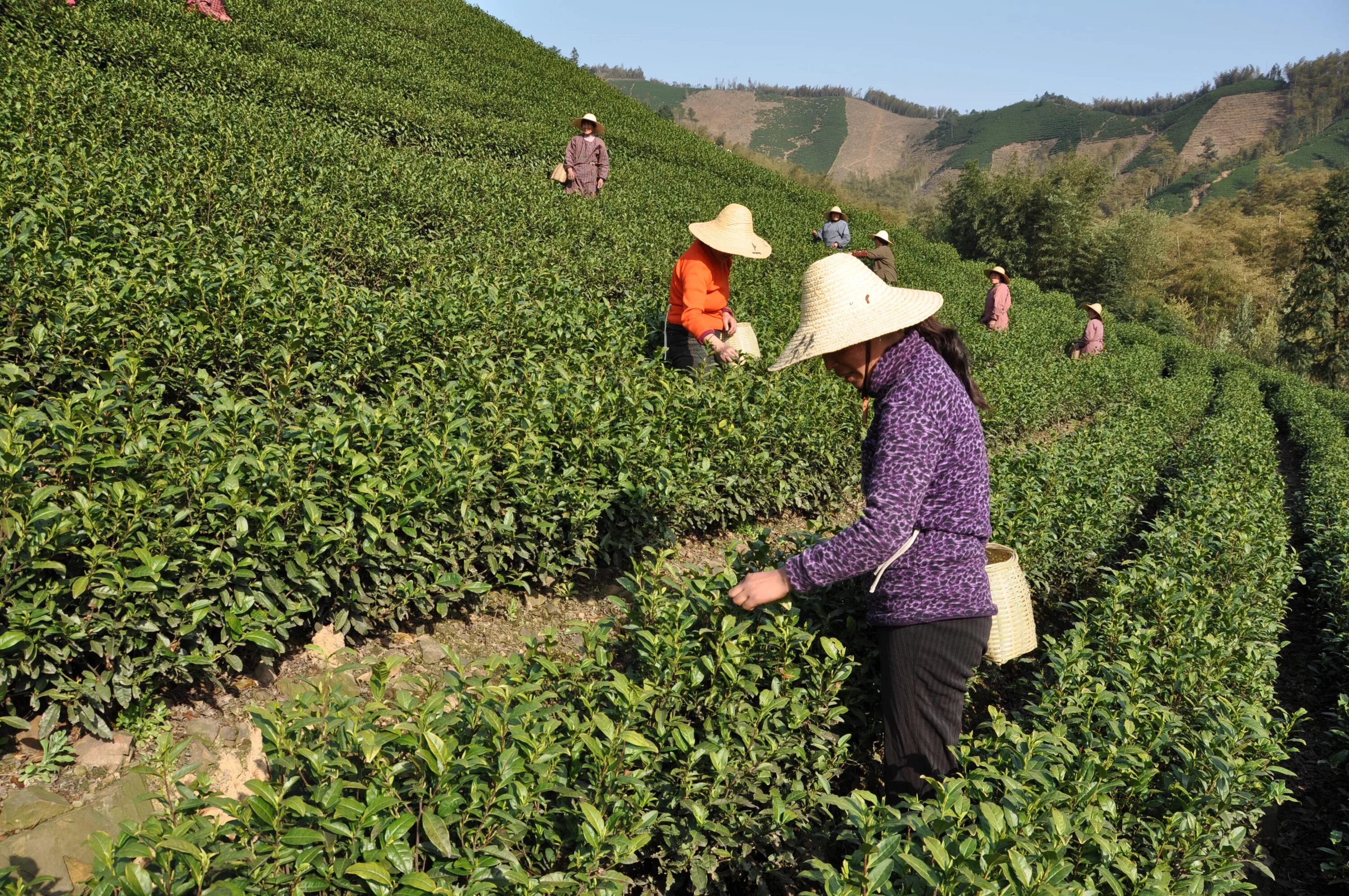 Сх китайски. Чайные плантации в Китае. Плантации чая в Китае. Чайные плантации чая в Китае. Сельскохозяйство Китая.