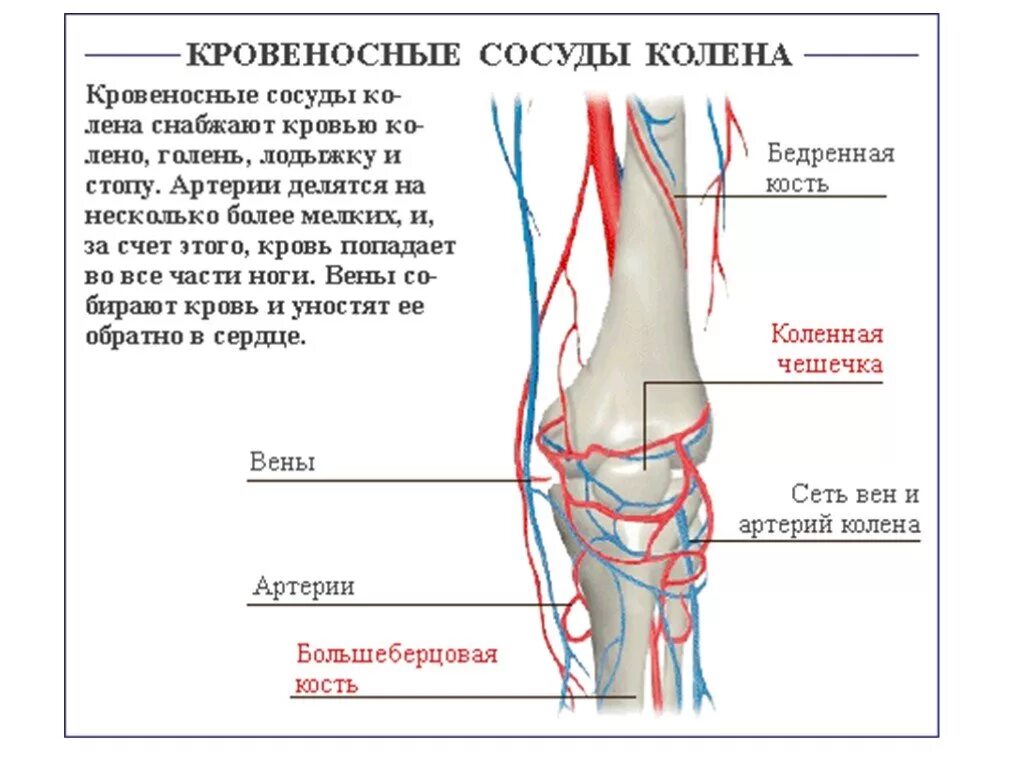 Кровеносная система коленного сустава человека. Кровоснабжение коленного сустава схема. Артерии коленного сустава схема. Кровоснабжение коленного сустава анатомия схема.