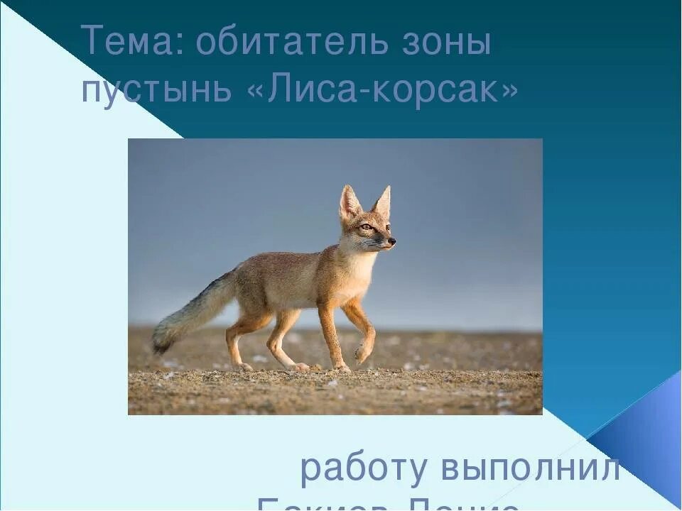 Сообщение о корсаке. Корсак ареал обитания. степная лиса корсак. корсак описание. информация о корсаке 4 класс.