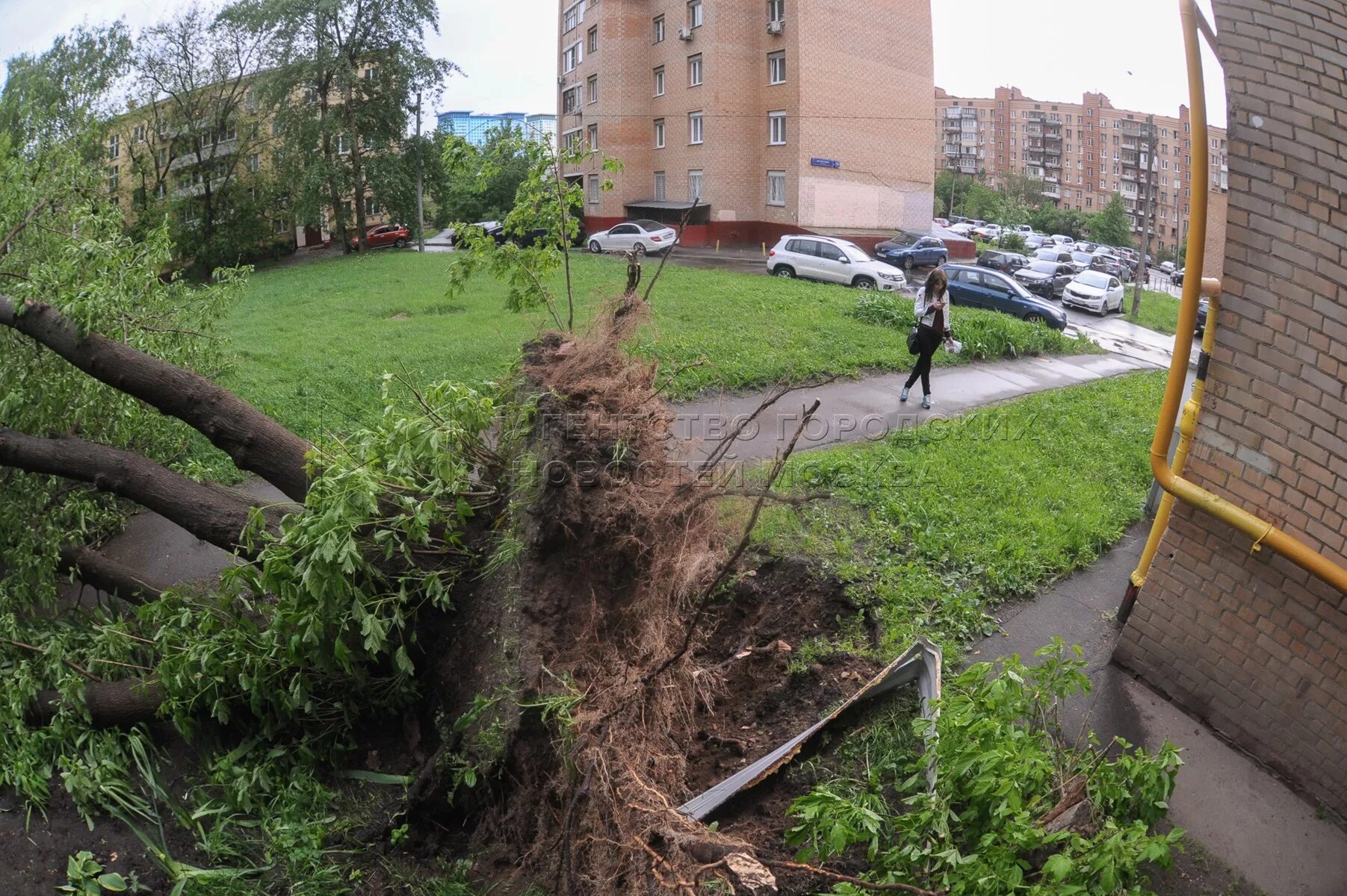 Ветер в москве деревья. Упавшее дерево в городе. Упавшее дерево на дом. Крепления для деревьев в Москве, дерево упало. Упавшее дерево на спортплощадку.