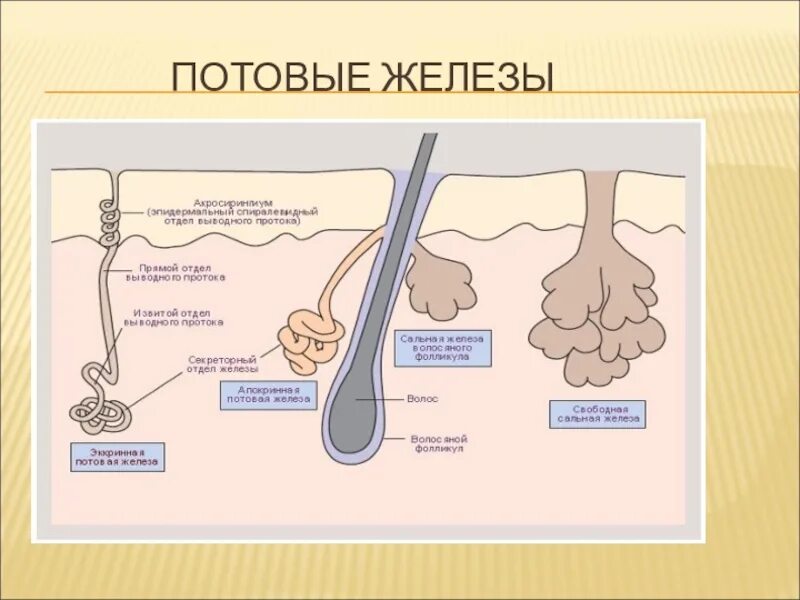 Млечные железы и потовые железы млекопитающих. Строение кожи потовая железа. Строение потовой железы. Потовые железы кожи гистология.