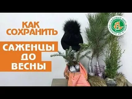 Как сохранить саженцы с осени до весны
