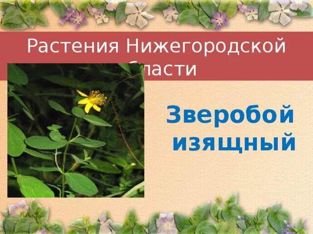 Травы нижегородской области. Растения Нижегородской области. Охраняемые растения Нижегородской области. Растения Нижегородской области картинки. Зверобой изящный красная книга Нижегородской области.