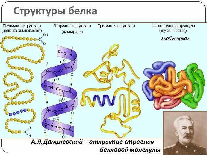 Структура белка глобулярные белки. Первичная структура белка глобула. Третичная структура белка глобула. Четвертичная структура белка глобула.