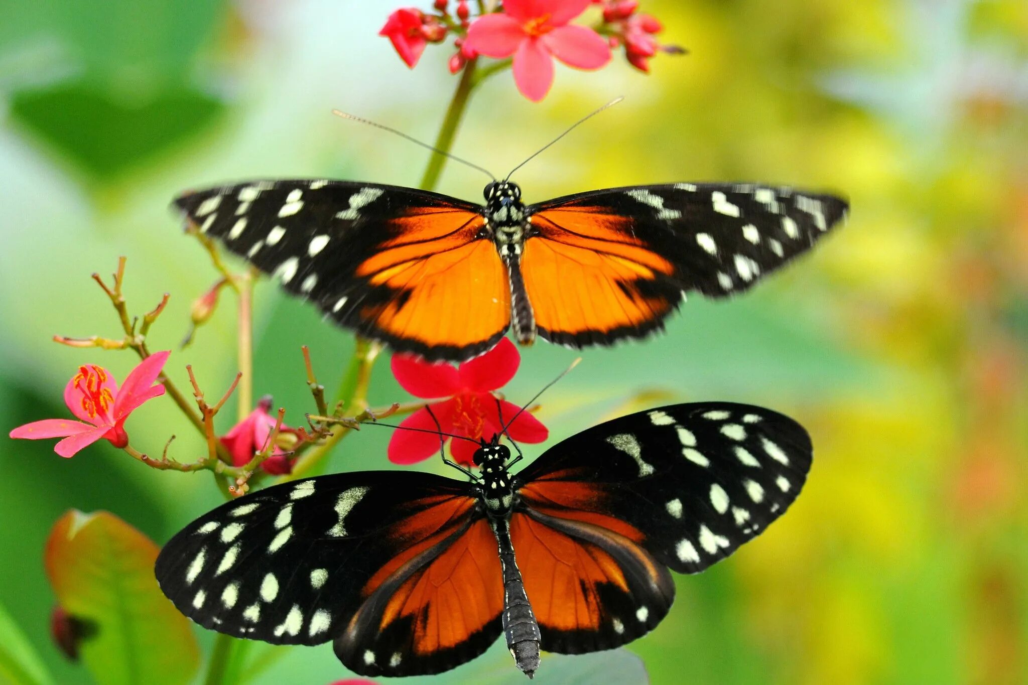 Бабочки. Красивые бабочки. Красивые яркие бабочки. Бабочки картинки.