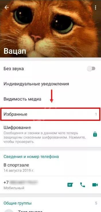 Что означает звездочка в сообщении. Что означает звёздочка в ватсапе. значение звездочек в сообщениях.
