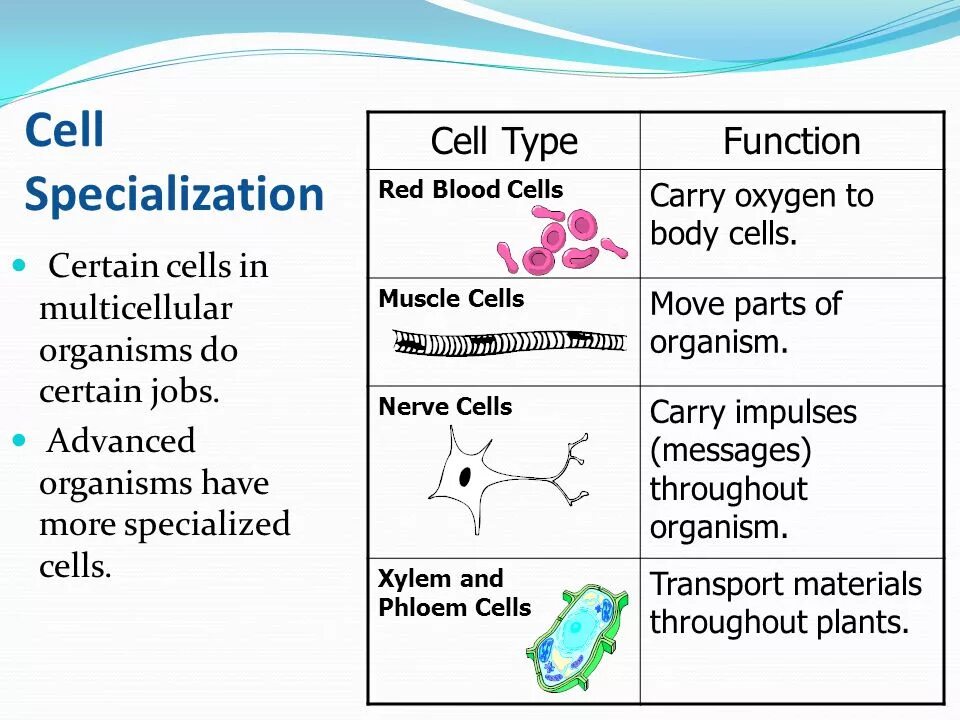 Out of function. Cell functions. myosatellite cell function. how leaf cell’s specialization helps it carry out its function.
