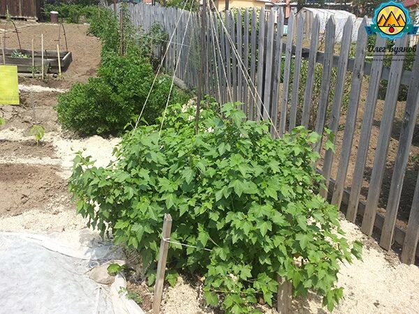 Можно ли сажать смородину с крыжовником. Дорожка с кустами смородины. Оформить кусты смородины. Декор вокруг смородины. Кусты смородины и крыжовника в ландшафтном дизайне.